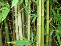 Bamboo Gazebo